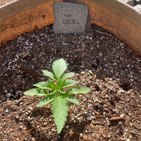 Tiger growlog timeline photo