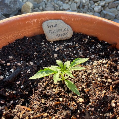 Serra growlog timeline photo