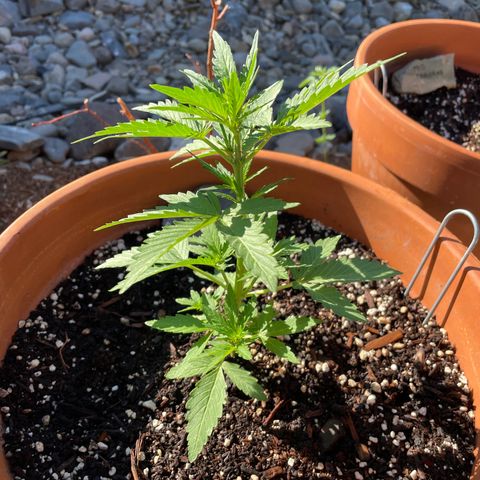 Betty growlog timeline photo