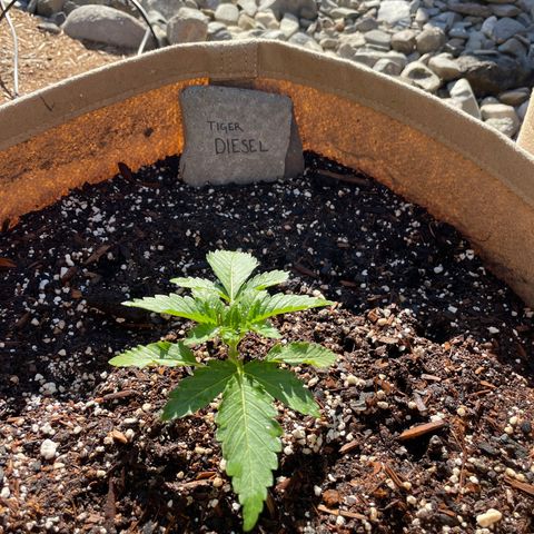 Tiger growlog timeline photo