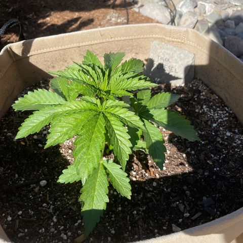 Tiger growlog timeline photo