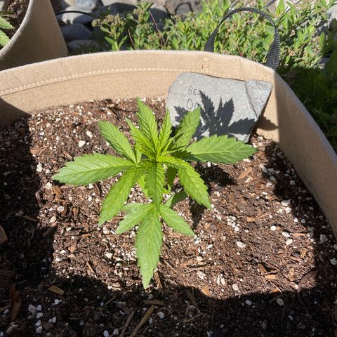 Bear growlog timeline photo