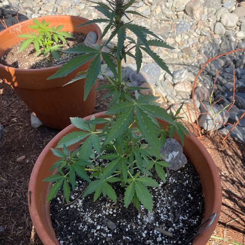 Betty growlog timeline photo