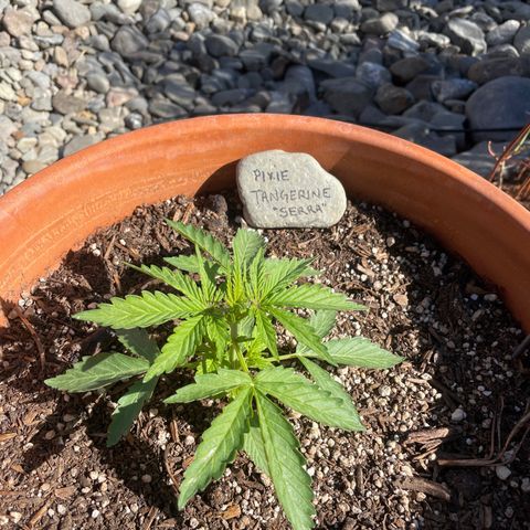 Serra growlog timeline photo