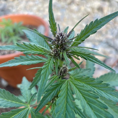 Betty growlog timeline photo