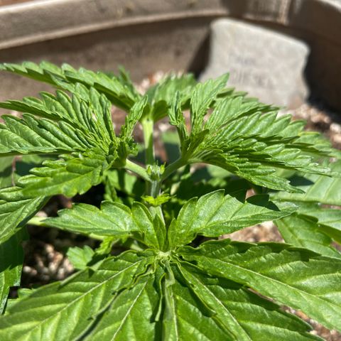 Tiger growlog timeline photo