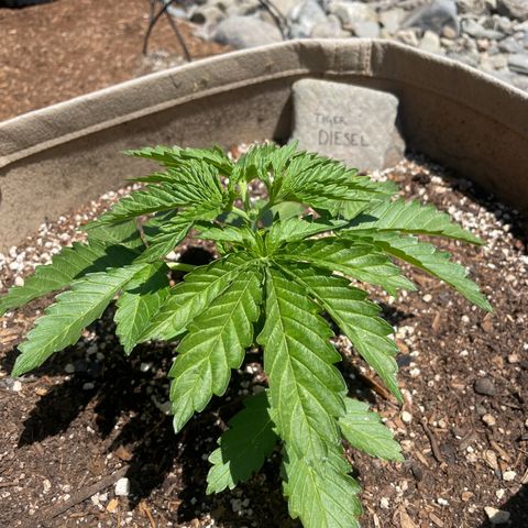 Tiger growlog timeline photo
