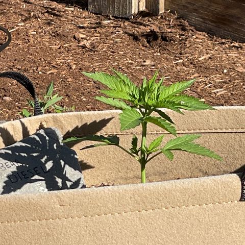 Bear growlog timeline photo