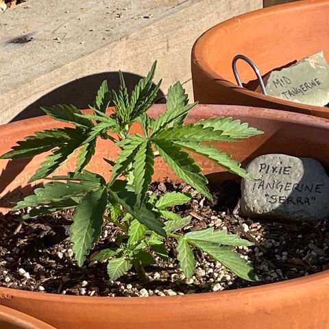 Serra growlog timeline photo