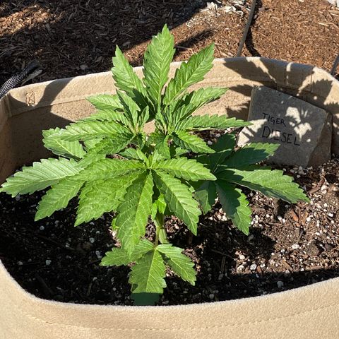 Tiger growlog timeline photo