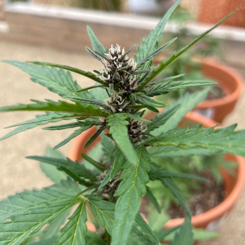 Betty growlog timeline photo