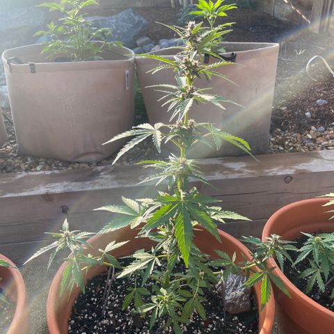 Betty growlog timeline photo