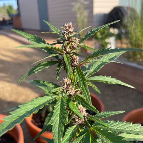 Betty growlog timeline photo
