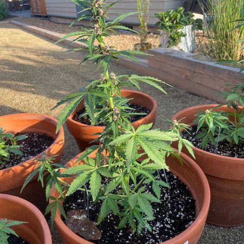 Betty growlog timeline photo