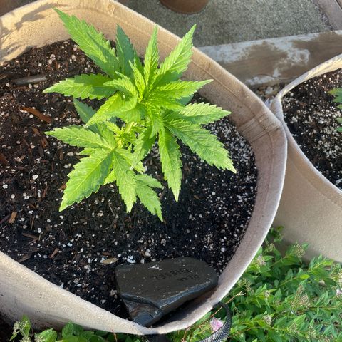 Bear growlog timeline photo