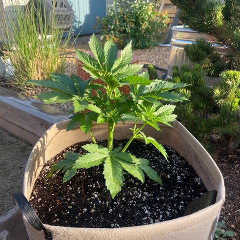 Tiger growlog timeline photo