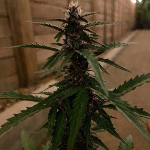 Betty growlog timeline photo