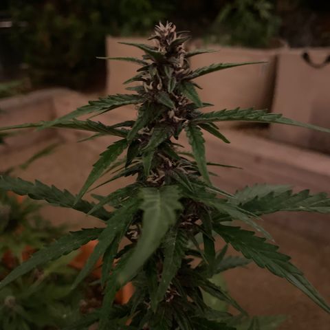 Betty growlog timeline photo