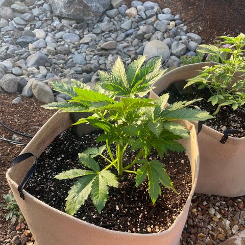 Tiger growlog timeline photo