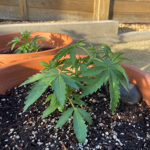 Serra growlog timeline photo