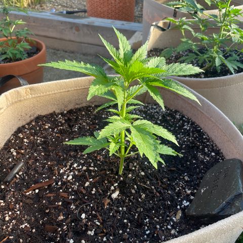 Bear growlog timeline photo