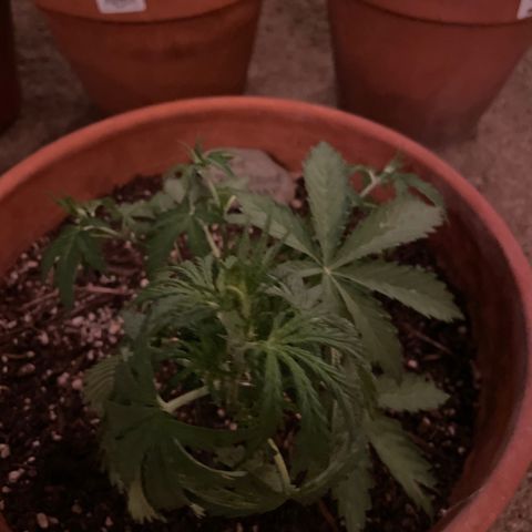 Serra growlog timeline photo