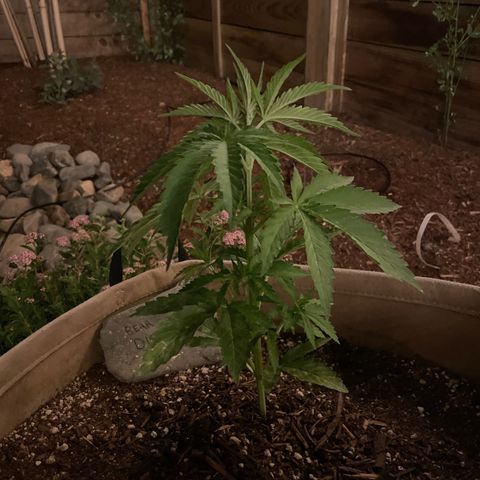 Bear growlog timeline photo