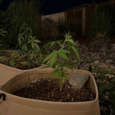 Bear growlog timeline photo
