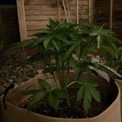 Tiger growlog timeline photo