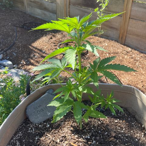Bear growlog timeline photo