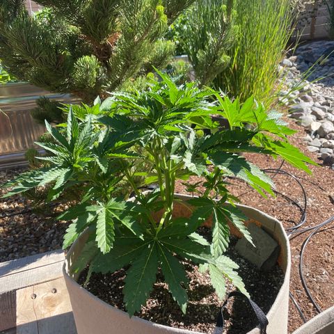 Tiger growlog timeline photo