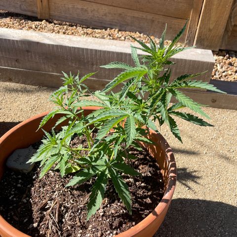 Serra growlog timeline photo