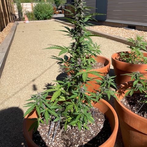 Betty growlog timeline photo