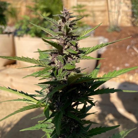 Betty growlog timeline photo