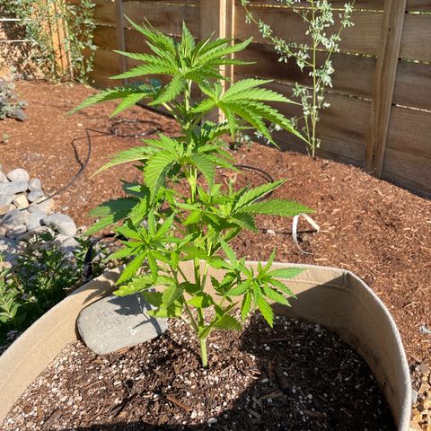 Bear growlog timeline photo