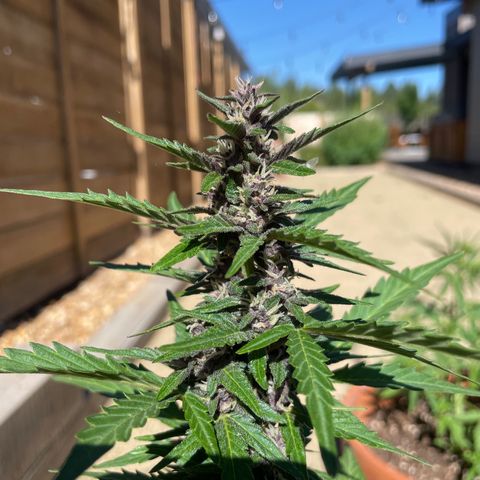 Betty growlog timeline photo