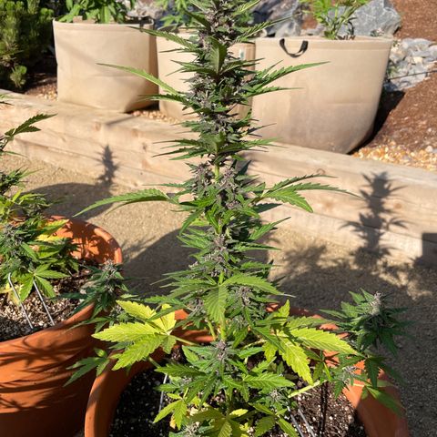 Betty growlog timeline photo