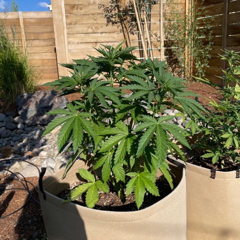 Tiger growlog timeline photo