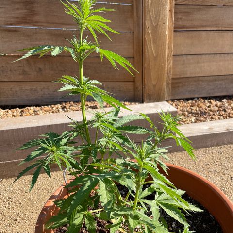 Serra growlog timeline photo