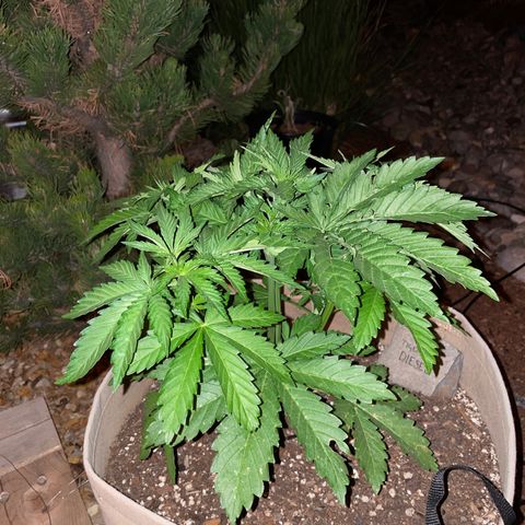 Tiger growlog timeline photo
