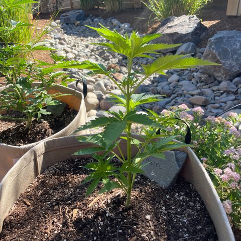 Bear growlog timeline photo