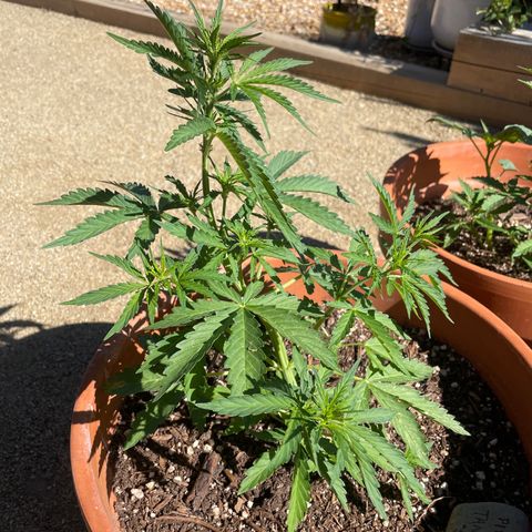 Serra growlog timeline photo