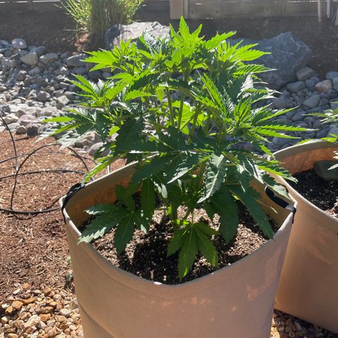 Tiger growlog timeline photo