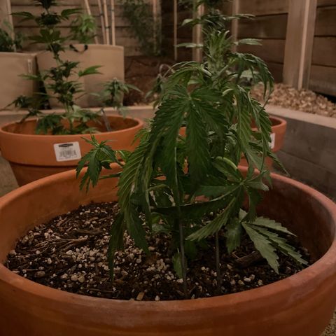 Serra growlog timeline photo