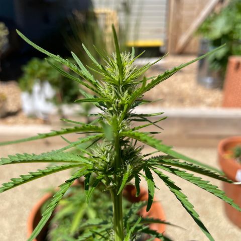 Serra growlog timeline photo