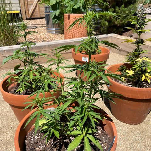 Serra growlog timeline photo
