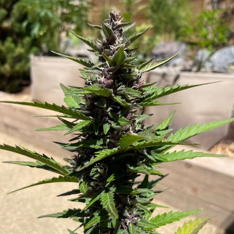 Betty growlog timeline photo