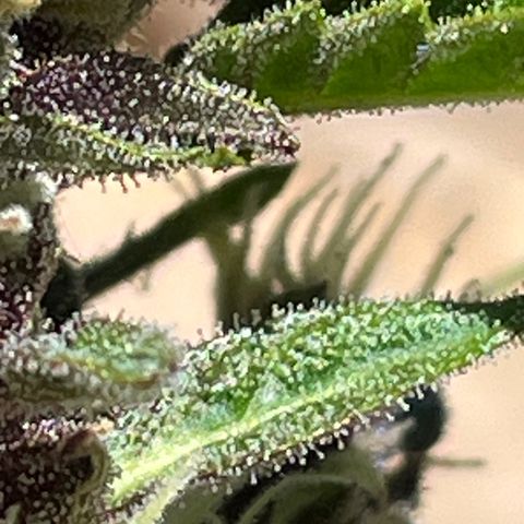 Betty growlog timeline photo