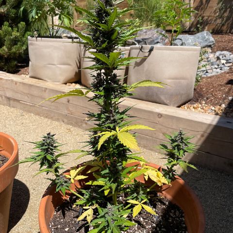 Betty growlog timeline photo