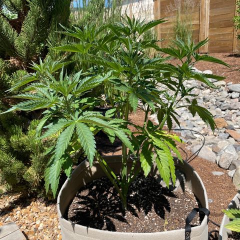Tiger growlog timeline photo